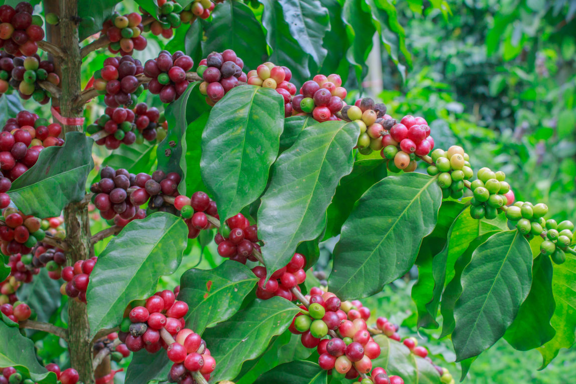1 to 2  Feet Tall 1 plants Coffee Bean Plant Coffea Arabica